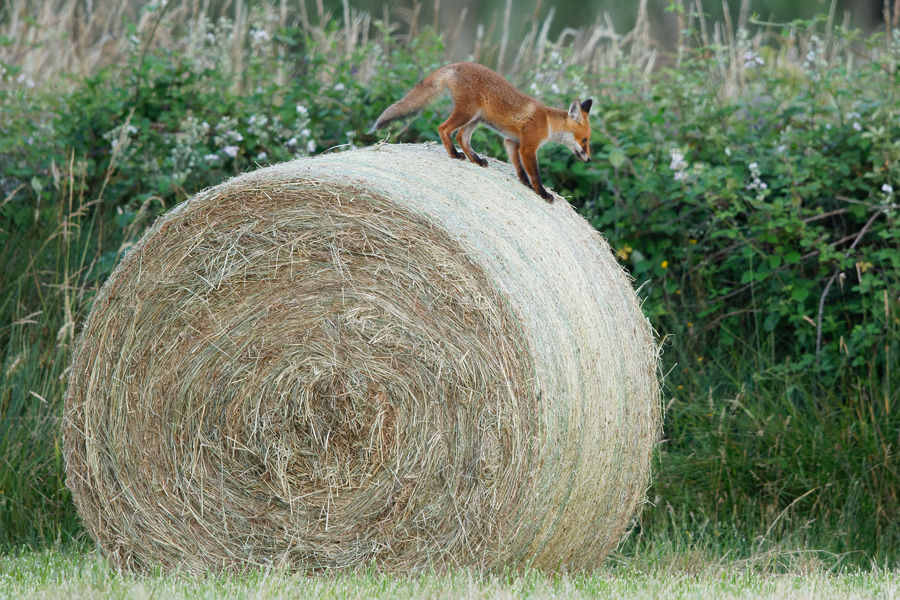 Renard roux