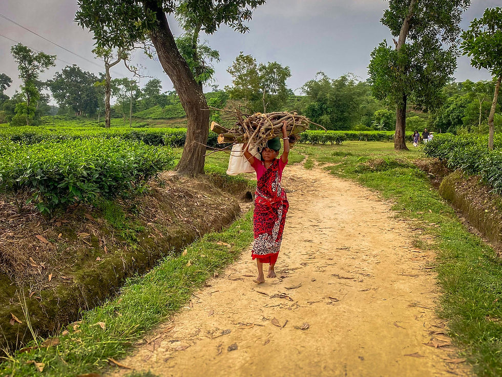 Woman in a red sari carries a bundle of branches on her head along a dirt path through a lush tea plantation.
