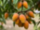 Mango, social post.webp