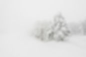 tree-covered-with-snow-winter-storm-day-forest-mountains.jpg