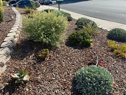 After drought tolerant gardening in California 2