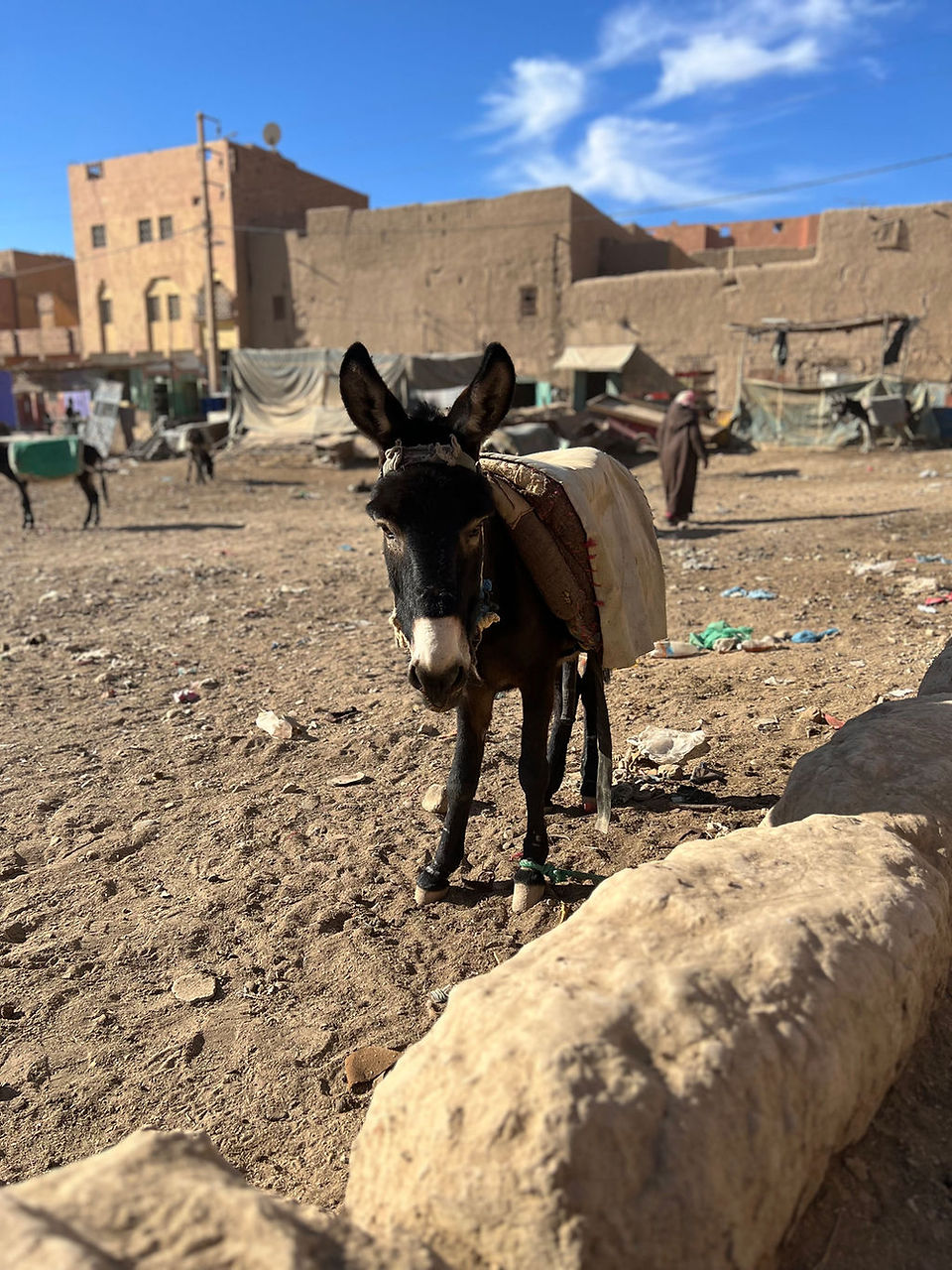 Livestock parking at Berber market, Morocco