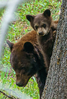 That's-How-We-Travel-Yellowstone-9
