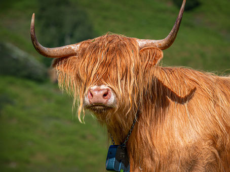 Highland Cattle