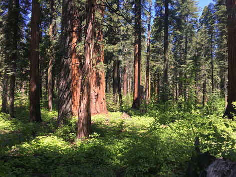 Yosemite, California: Day Trip to Calaveras Big Trees State Park