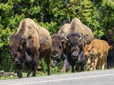 Yellowstone National Park: Our Day in the Park from the South Entrance
