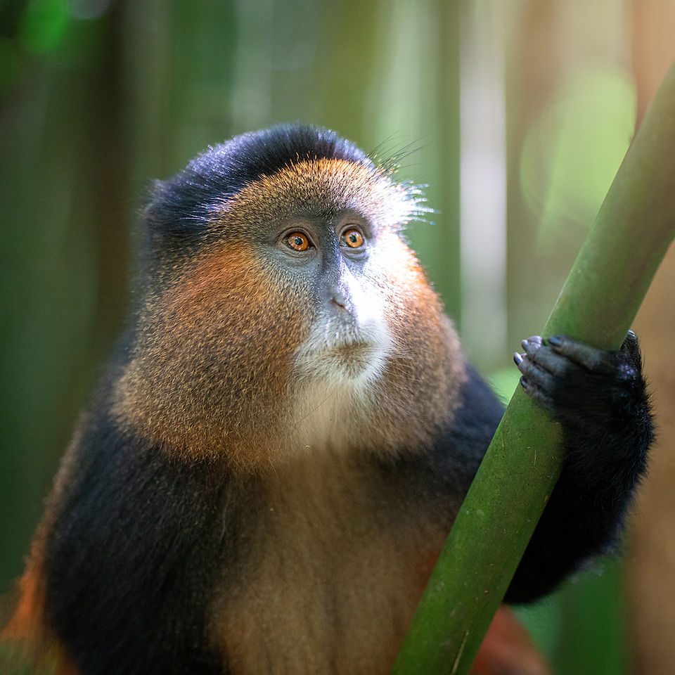 Golden Monkey, Mgahinga National Park