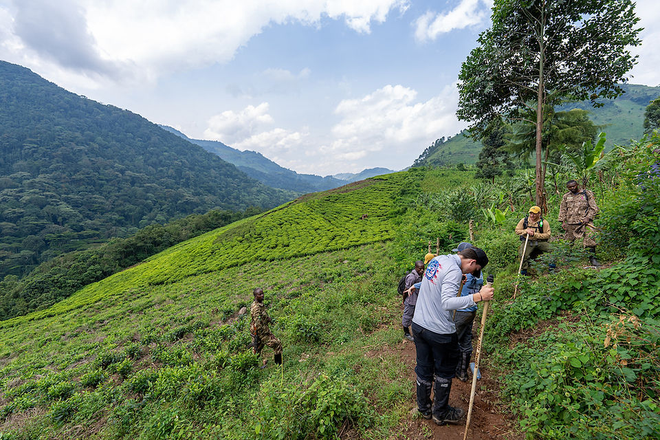 Gorilla Trekking in Uganda's Bwindi Impenetrable National Forest