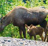 That's-How-We-Travel-Seward-Alaska-15