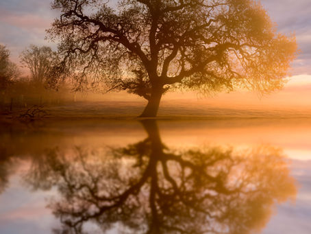 Sonoma County, California: Laguna de Santa Rosa