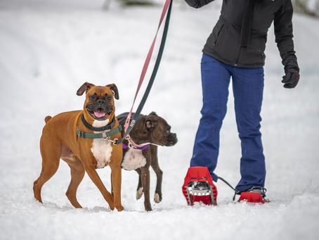 Tahoe Donner: Snowshoeing with Happy Dogs