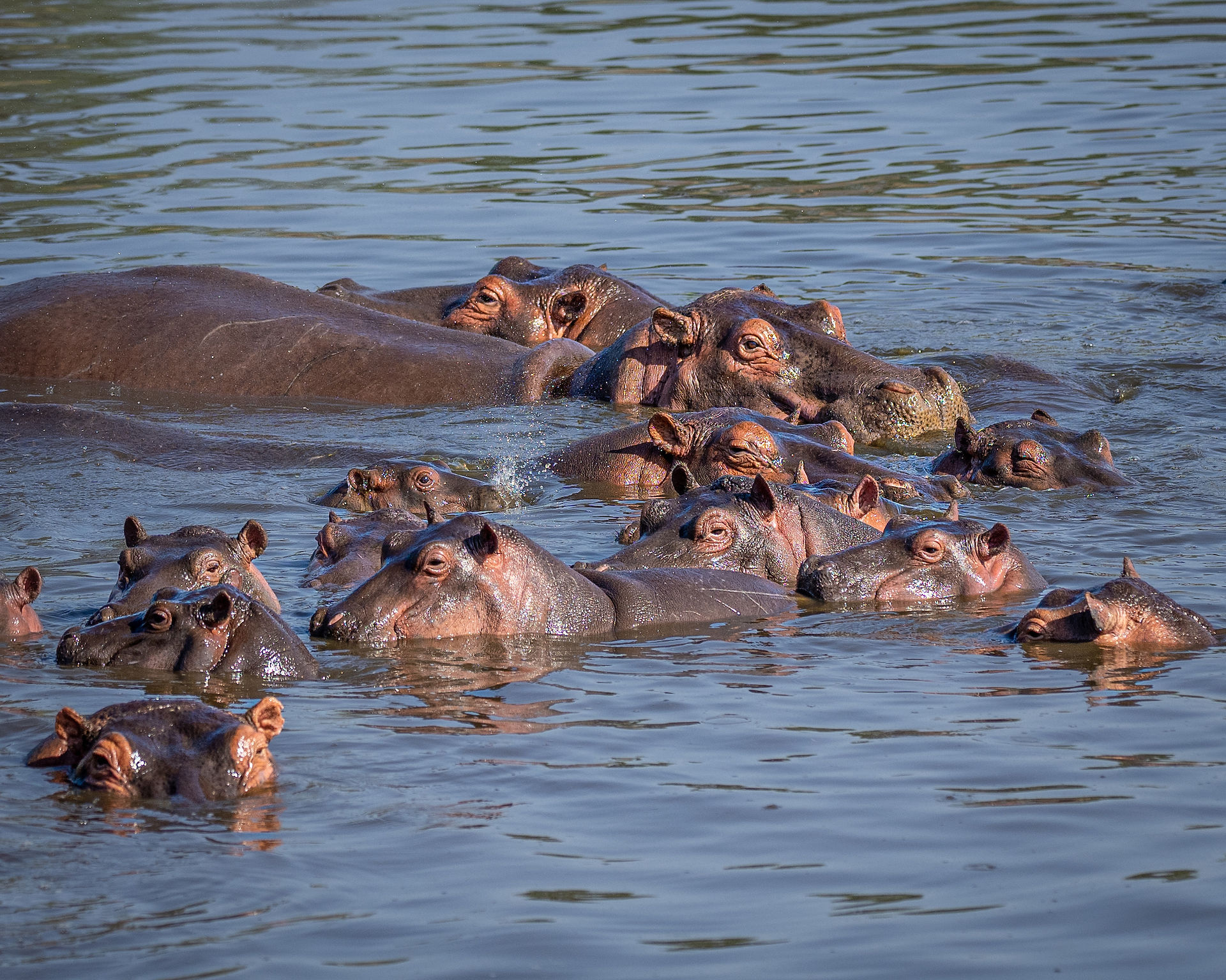 Hippo Serengeti National Park