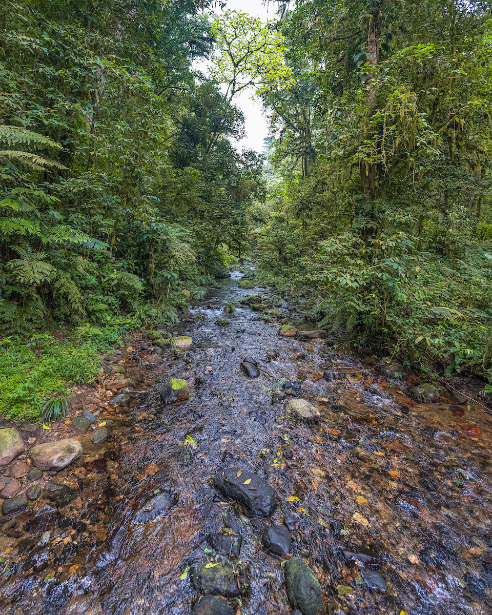 Bwindi Impenetrable National Forest, Uganda