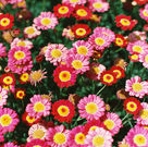 Shot with 800 Cinestill film | solo travel | documentary style photography | flowers