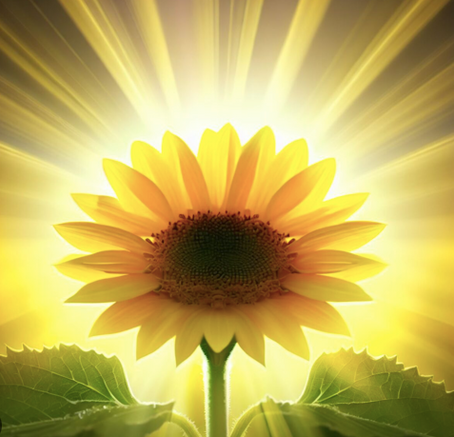 Pitta, l'énergie de l'été