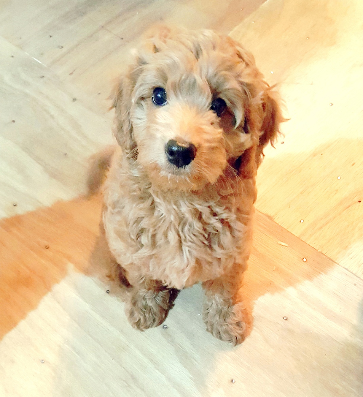 Photos Goldendoodle Avonlea Miniature, Toy & Micro Goldendoodles PEI