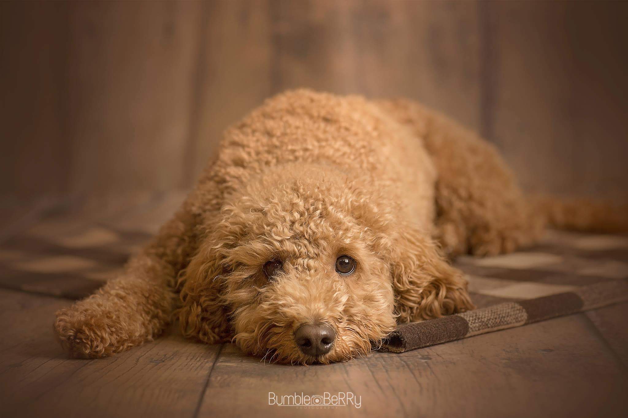 Photos Goldendoodle Avonlea Miniature, Toy & Micro Goldendoodles PEI