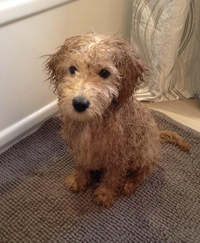 Photos Goldendoodle Avonlea Miniature, Toy & Micro Goldendoodles PEI