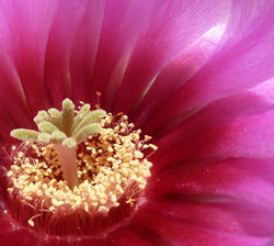 Cactacea del mio balcone