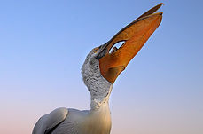 2°P - De Rosa Luigi-pesce nel gozzo-2.jpg
