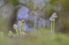 1°P - Gortan Manuela-Family-n3.jpg