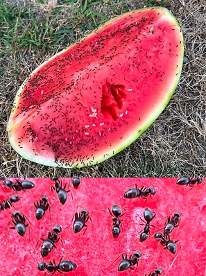 Image showing foraging behavior in odorous house ants