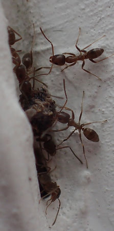 Argentine ant.jpeg