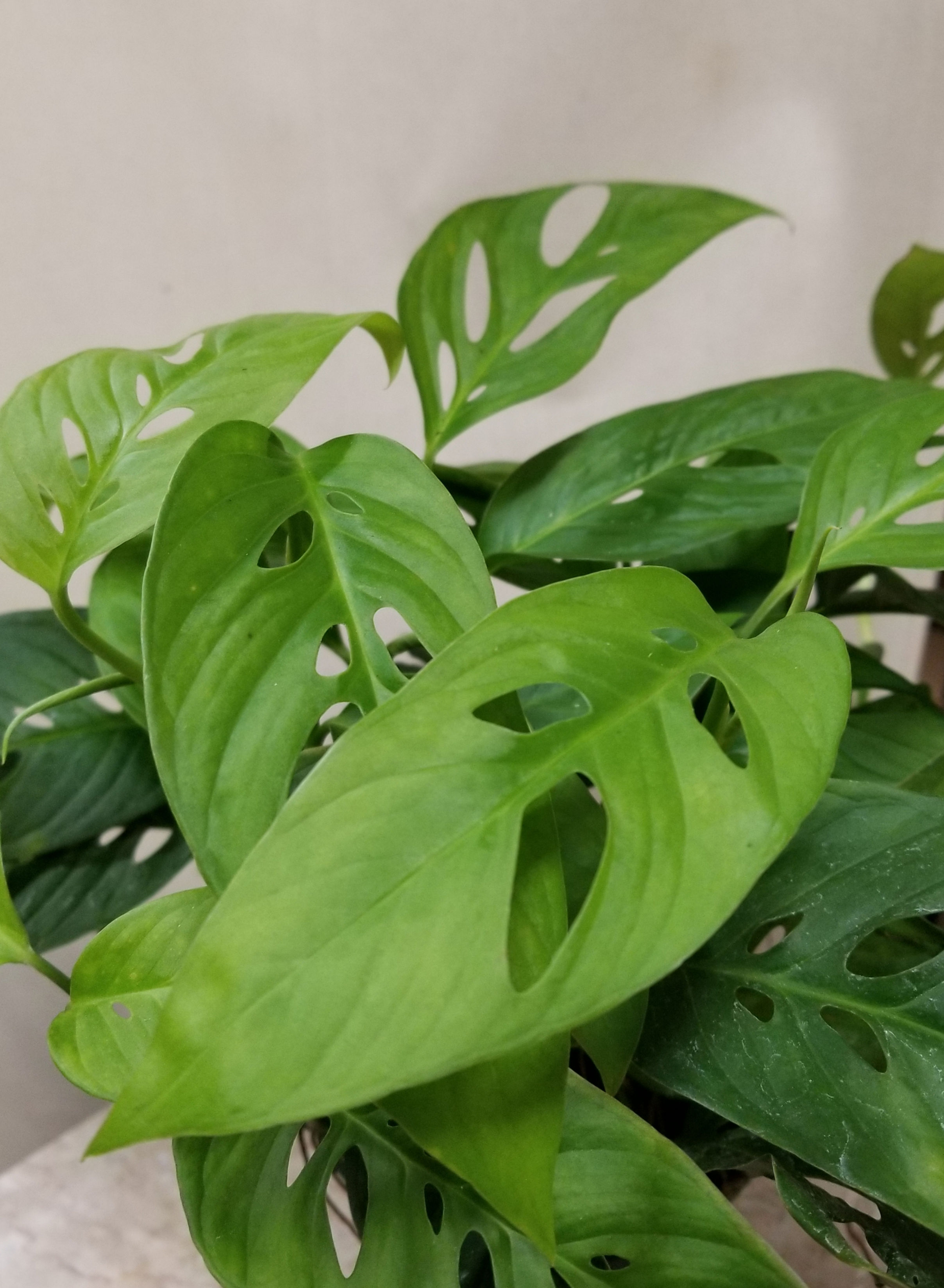 6" Monstera Adonsonii