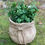 Thumbnail: Faux Cement Sack Planter