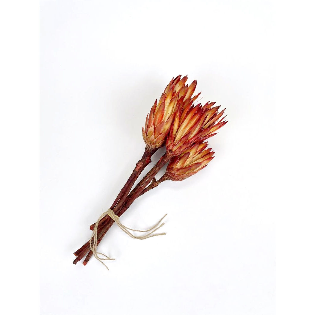 Dried Protea Stems Bundle