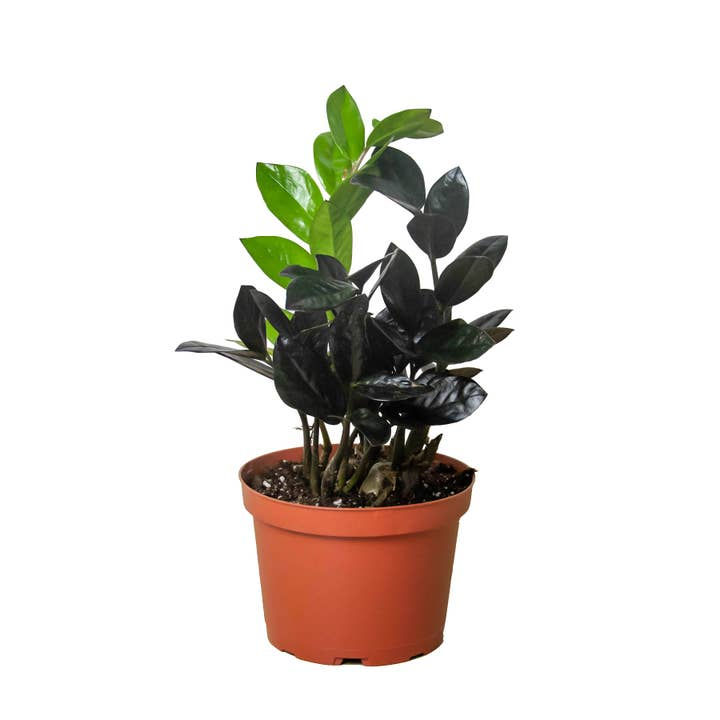 ZZ Zamioculcas Black Raven 4"