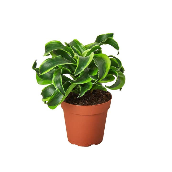 Dracaena Tornado 4"