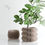 Thumbnail: 3D Printed Planters