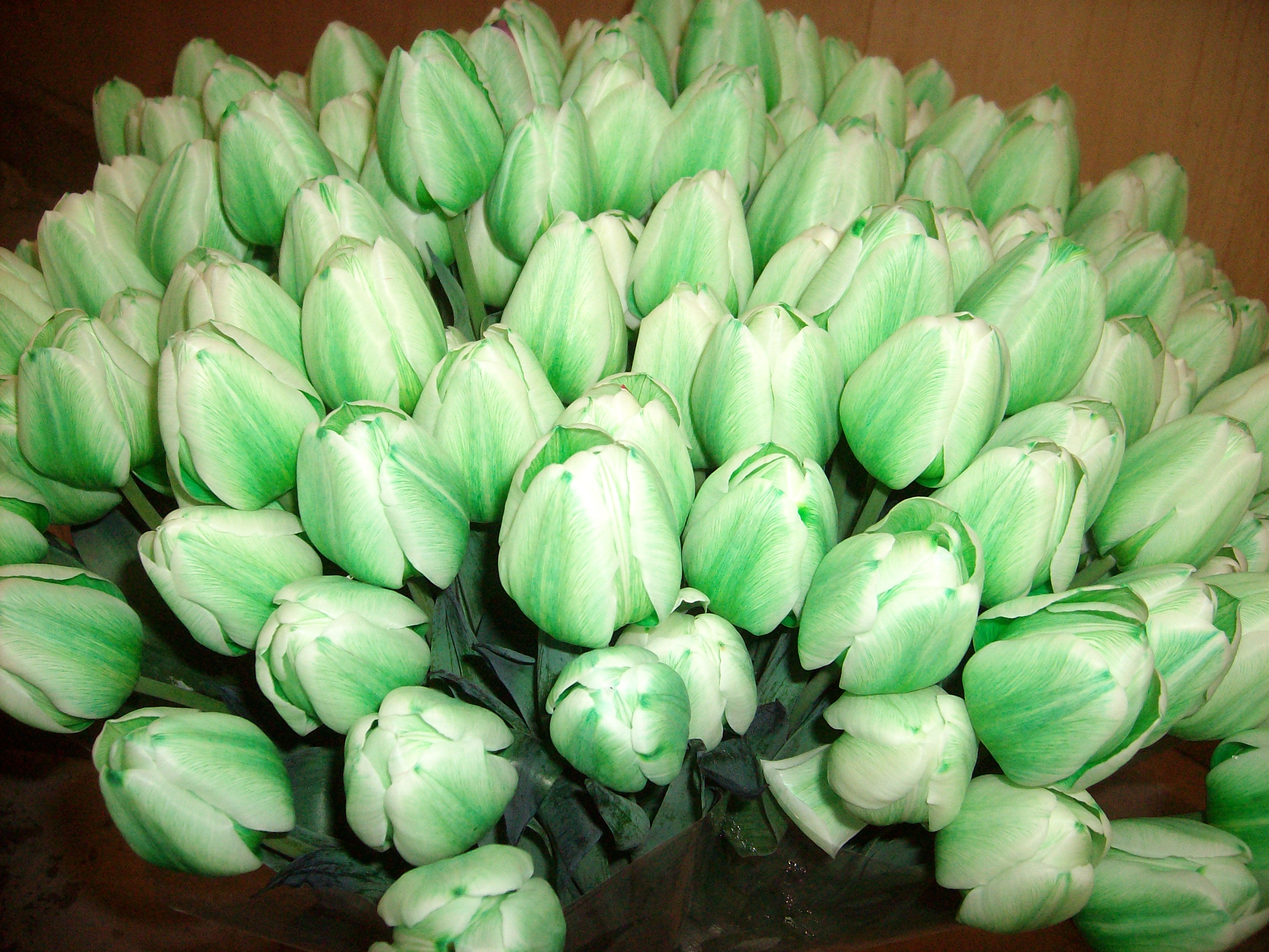 JARJA Green Tulips 1