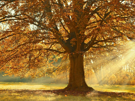 Arbre automnal avec feuilles jaunes et orangées tombant au sol, symbolisant le lâcher-prise, la transition et l’introspection selon l’approche de Carl Gustav Jung.