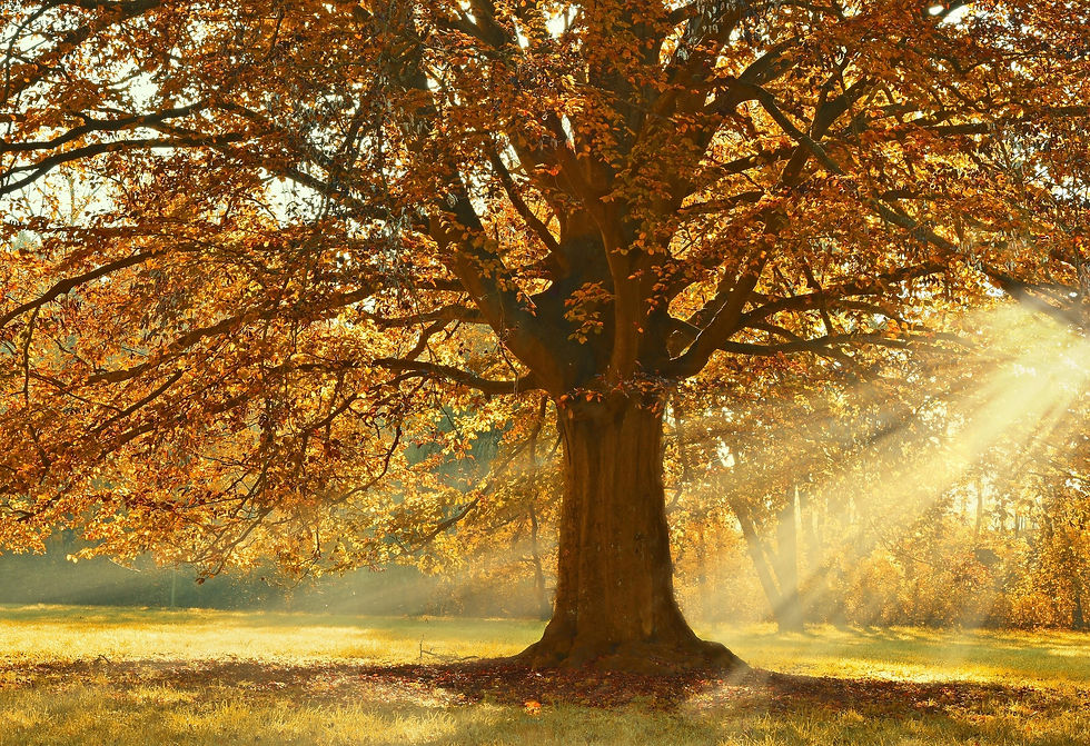 Arbre automnal avec feuilles jaunes et orangées tombant au sol, symbolisant le lâcher-prise, la transition et l’introspection selon l’approche de Carl Gustav Jung.