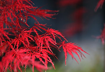 autumn-leaves-2809398_1920.jpg