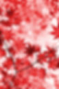 maple-2999706_1920.jpg