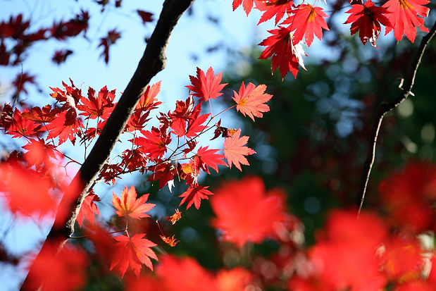 autumn-leaves-2808855_1920.jpg