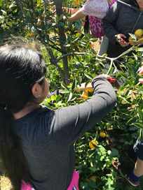 Garden 7.jpg