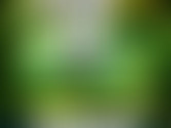 Year 12 - Jeff Brackett