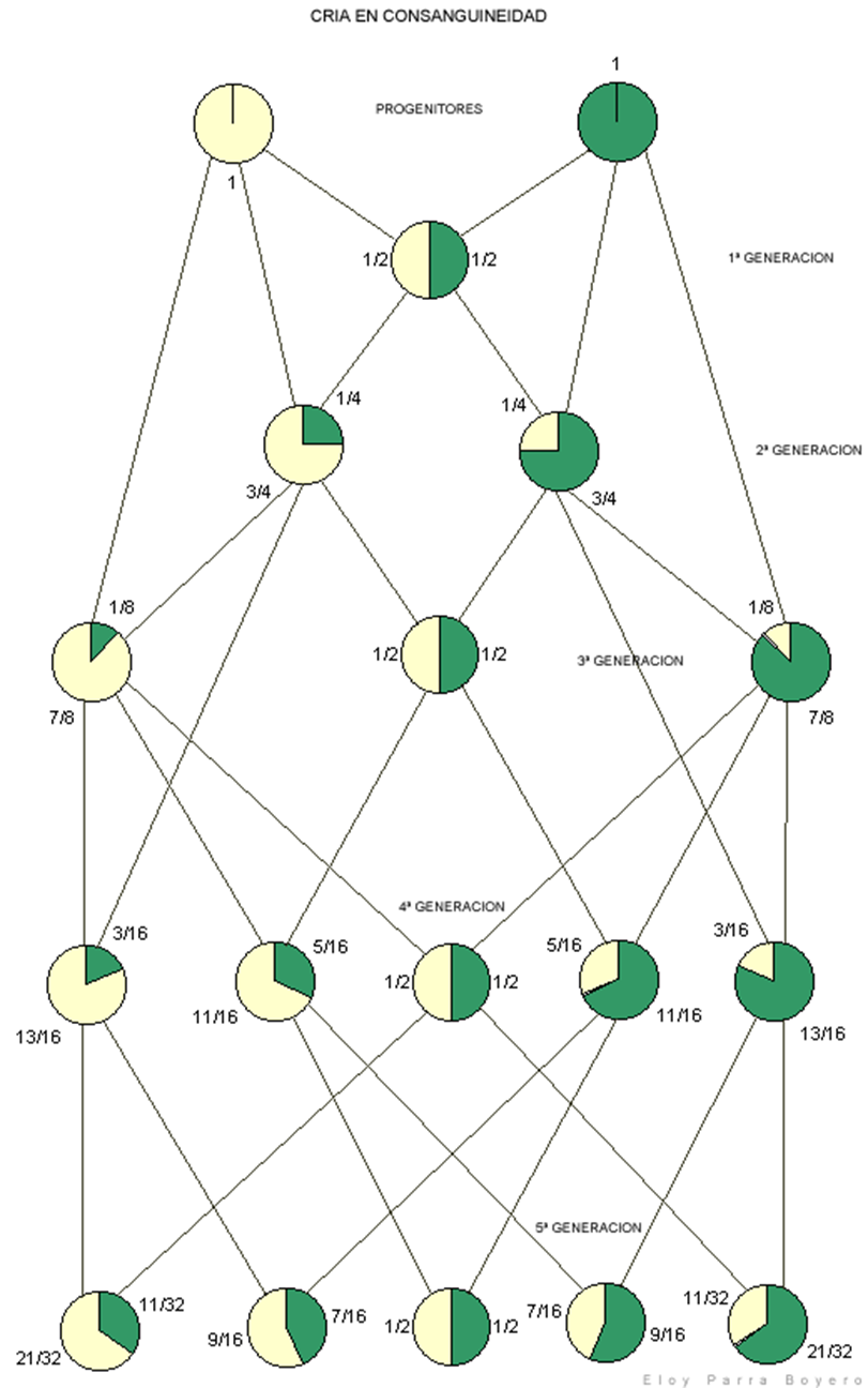 Como Hacer Tu Propia Linea De Gallos Finos Inbreeding