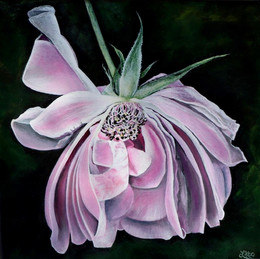 Mystic Rose