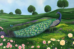 Peaceful Peacock