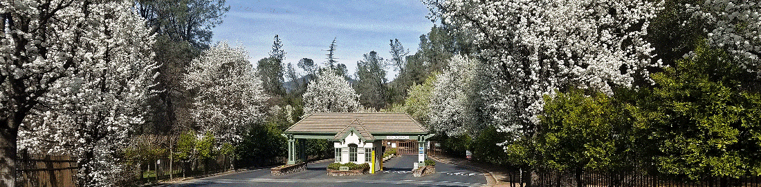 TIERRA OAKS ENTRY - SPRING BLOOM 50%.gif