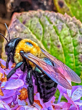 Pollinator Power! Jewish Learning About the Smallest Critters Microgrant Recipient