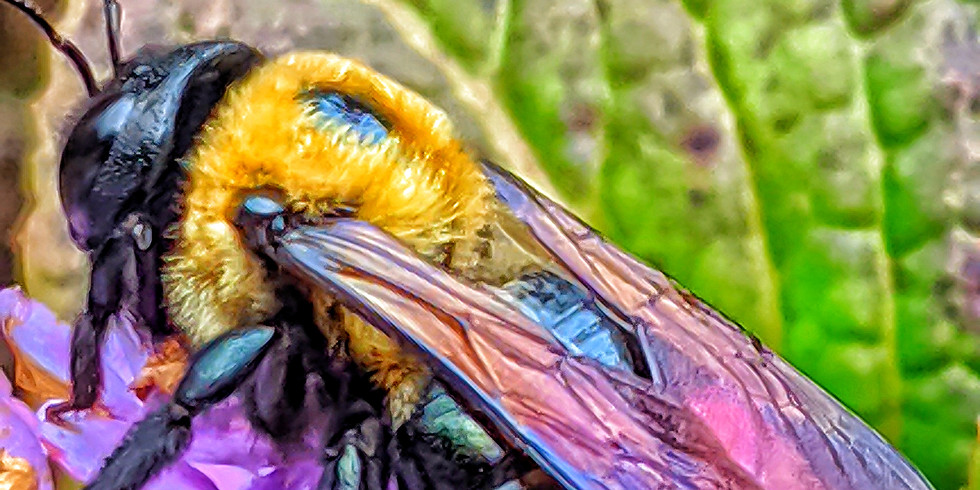 Pollinator Power! Jewish Learning About the Smallest Critters Microgrant Recipient
