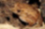 Unknown-4.jpeg