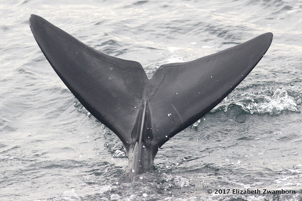 Pilot whale fluke