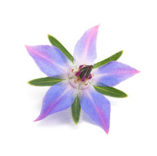Borage 